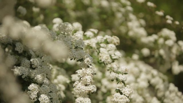 Blooming tree in spring time white ree in park