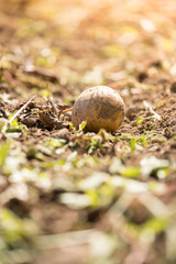 Reife, saftige Kartoffel auf geerntetem Kartoffelfeld 