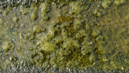 Green algae growing on the water's surface
