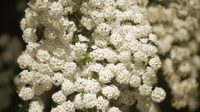 Blooming tree in spring time white ree in park