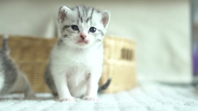 Cute kittens playing in living room slow motion 