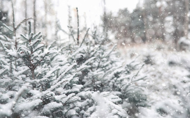 Winter forest. Landscape of winter forest on a sunny day. Snow-c