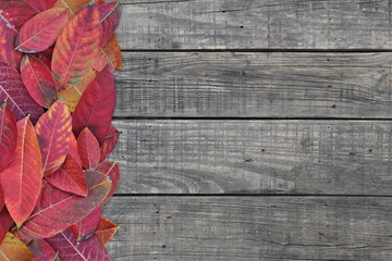Scarlet red fallen leaves on rustic wooden background in autumn color with copy space for season change design