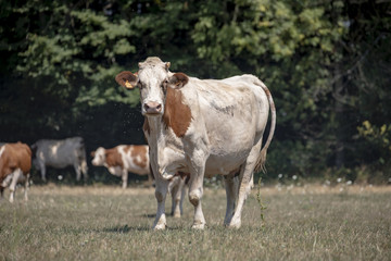  Cow, breed of cattle Montbeliard, in the Jura, France.
