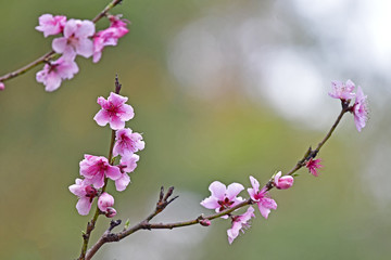 pink flowers of cherry tree