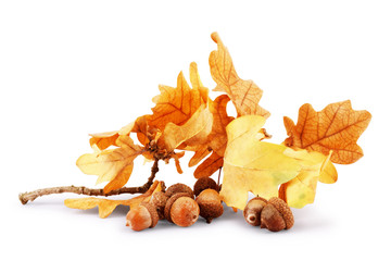 Autumn leaves with acorns on white background © vadarshop