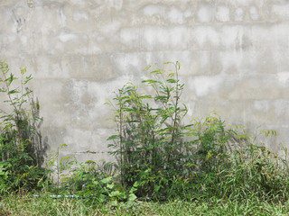 street cement wall with plant
