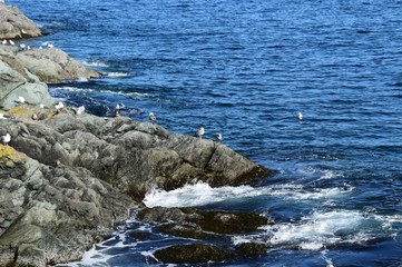 seascape along the Killick Coast,  gulls on the rock on the shore coastline,Avalon Peninsula, NL Canada 