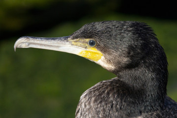 Black cormorant, aalscholver.