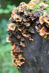 Moss and fungi on log