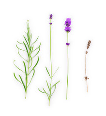 Fototapeta na wymiar Lavender flowers collection on a white background