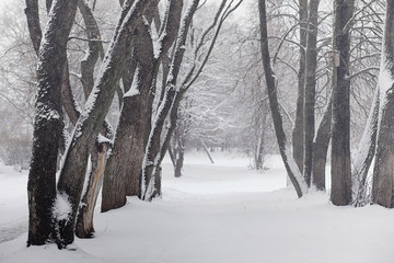 Snow-covered winter park and benches. Park and pier for feeding 