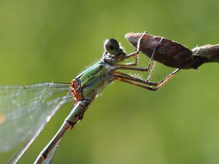 A green dragonfly clings to a flower bud.
