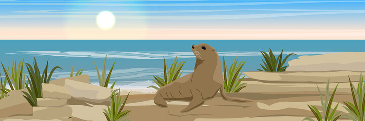A large fur seal on a stony coast of the sea or ocean with shards of rocks and thickets of grass. Seascape. Vector Landscapes. wild nature