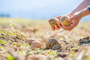 Bauer hält reife, saftige Kartoffeln in den Händen,  geerntetem Kartoffelfeld 