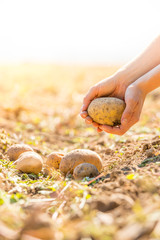 Bauer hält reife, saftige Kartoffeln in den Händen,  geerntetem Kartoffelfeld 
