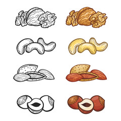 Sketch nut set. Illustration of group of popular nuts. Outline and color nuts vector set