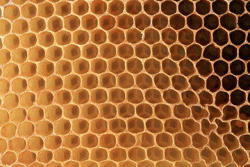 View on shape cell an honeycomb. A bee patch made by bees from wax. It is used for storing honey, perga and for breeding larvae.
