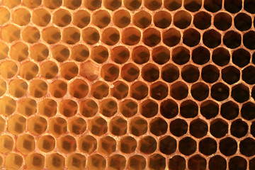 View on shape cell an honeycomb. A bee patch made by bees from wax. It is used for storing honey, perga and for breeding larvae.