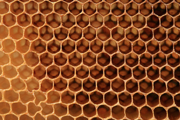 View of bee honeycombs against the light. Abstraction stained glass created by nature, bees.