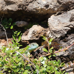 Western green lizard hidden in his shelter, Lacerta bilineata specie
