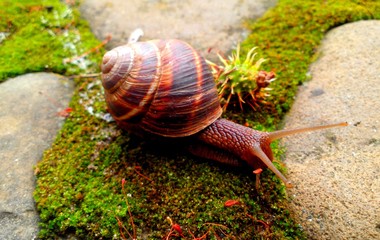 snail