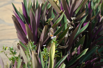 Obraz premium Pflanze