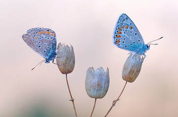 Coppia di Argo azzurro (Polyommatus icarus)
