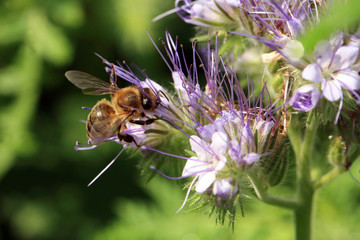 Bee, apis mellifera and honey plant phacelia. A honey and pollen plant also cultivated for beekeeping
