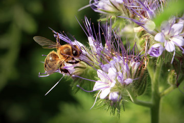 Bee, apis mellifera and honey plant phacelia. A honey and pollen plant also cultivated for beekeeping