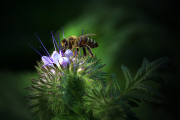 Bee, apis mellifera and honey plant phacelia. A honey and pollen plant also cultivated for beekeeping