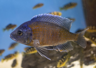 Fish Copadichromis borleyi Kadango (Kadango Red Fin, Haplochromis borleyi redfin) in freshwater...