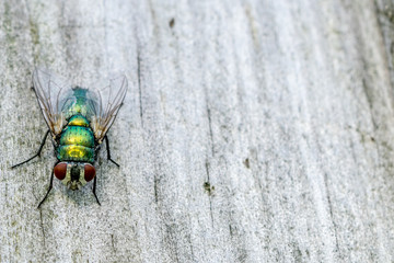 Green Bottle Fly background with space to the right