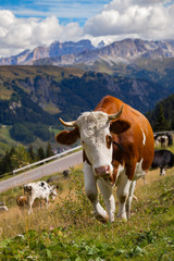 Fototapeta na wymiar italian cows on a pasture