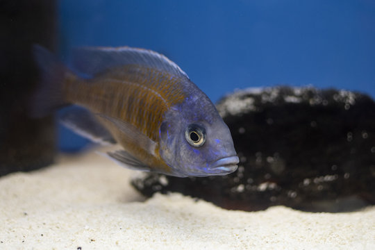 รูปภาพHaplochromis เลือกดูภาพถ่ายสต็อก เวกเตอร์ และวิดีโอ105 Adobe