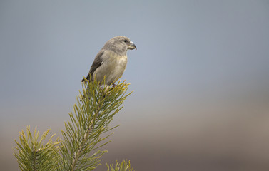 Female Red Crossbill (Loxia curvirostra) perched on a branch and enjoying the view- On a cold winter day with a beautiful background.