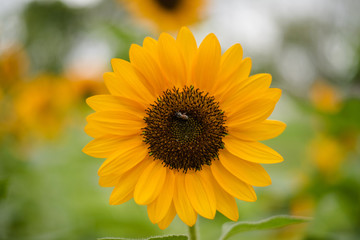 Close up of blooming sunflower in the field with blurred nature background.