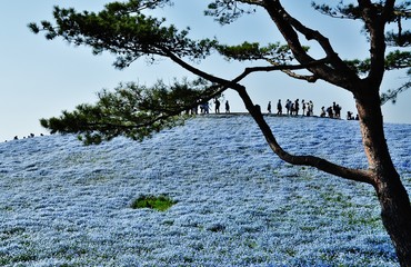 Nemophila (Baby Blue Eyes) field at Hitachi Seaside Park, Hitachinaka, Ibaraki, Japan 