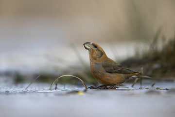 A male parrot crossbill (Loxia pytyopsittacus) drinking water from a hole in the ice- photographed from a low-angled view in  a morning sun.