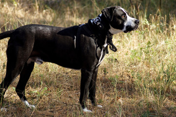 Bulldogge mit Halsband und Brustgeschirr