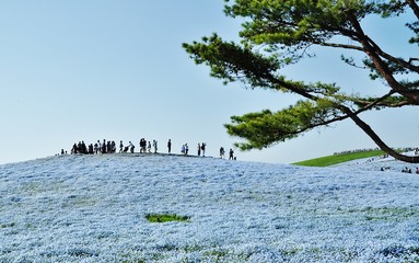 Nemophila (Baby Blue Eyes) field at Hitachi Seaside Park, Hitachinaka, Ibaraki, Japan 