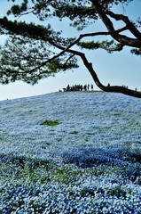 Nemophila (Baby Blue Eyes) field at Hitachi Seaside Park, Hitachinaka, Ibaraki, Japan 