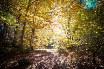 Autumn in the Pyrenees