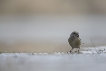 A female parrot crossbill (Loxia pytyopsittacus) drinking water from a hole in the ice- photographed from a low-angled view in  a morning sun.