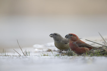 A male parrot crossbill (Loxia pytyopsittacus) drinking water from a hole in the ice- photographed from a low-angled view in  a morning sun.