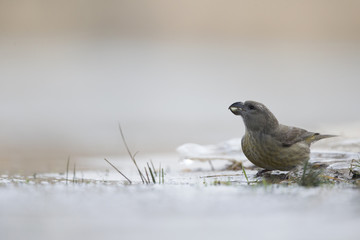 A female parrot crossbill (Loxia pytyopsittacus) drinking water from a hole in the ice- photographed from a low-angled view in  a morning sun.
