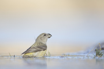 A female parrot crossbill (Loxia pytyopsittacus) drinking water from a hole in the ice- photographed from a low-angled view in  a morning sun.