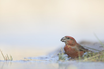 A male parrot crossbill (Loxia pytyopsittacus) drinking water from a hole in the ice- photographed from a low-angled view in  a morning sun.