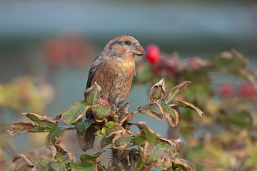 A male Red Crossbill (Loxia curvirostra) perched on a branch and enjoying the view- On a cold winter day with a beautiful background.