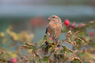 A male Red Crossbill (Loxia curvirostra) perched on a branch and enjoying the view- On a cold winter day with a beautiful background.